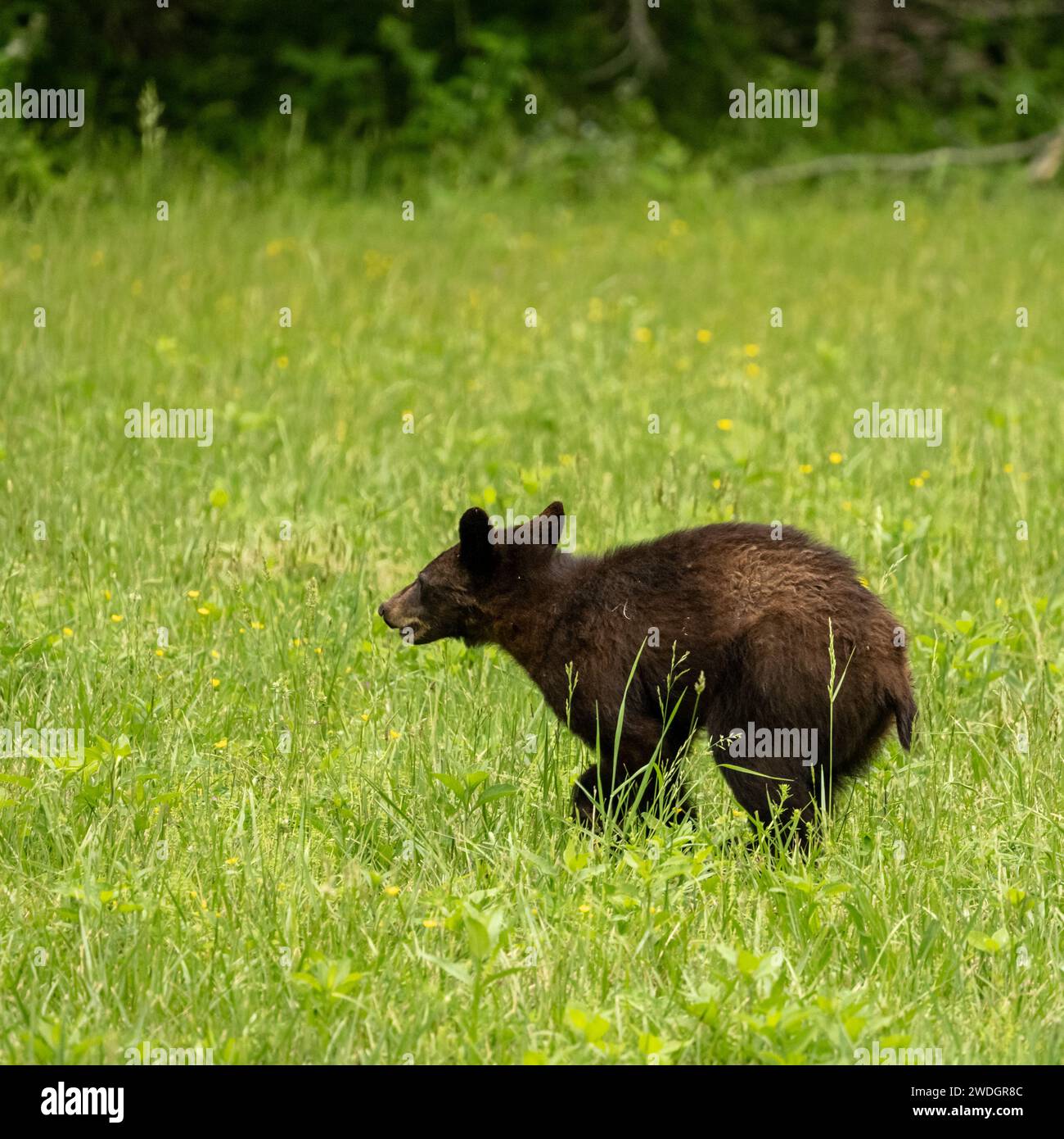 Black bear in grassy field hi-res stock photography and images - Alamy