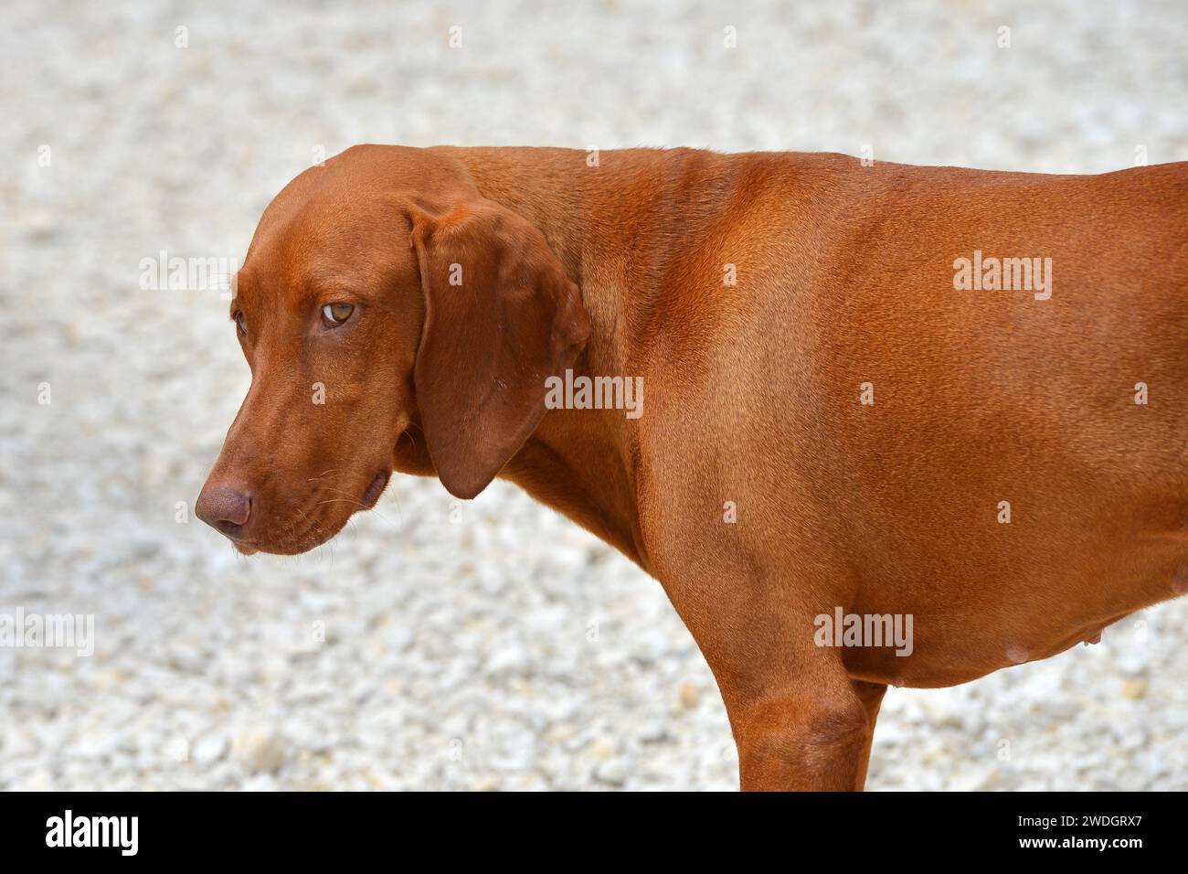 Dog with horse Stock Photo