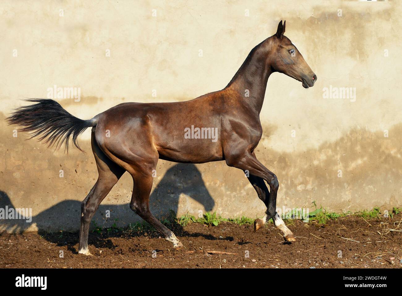 Horse portrait. run Stock Photo