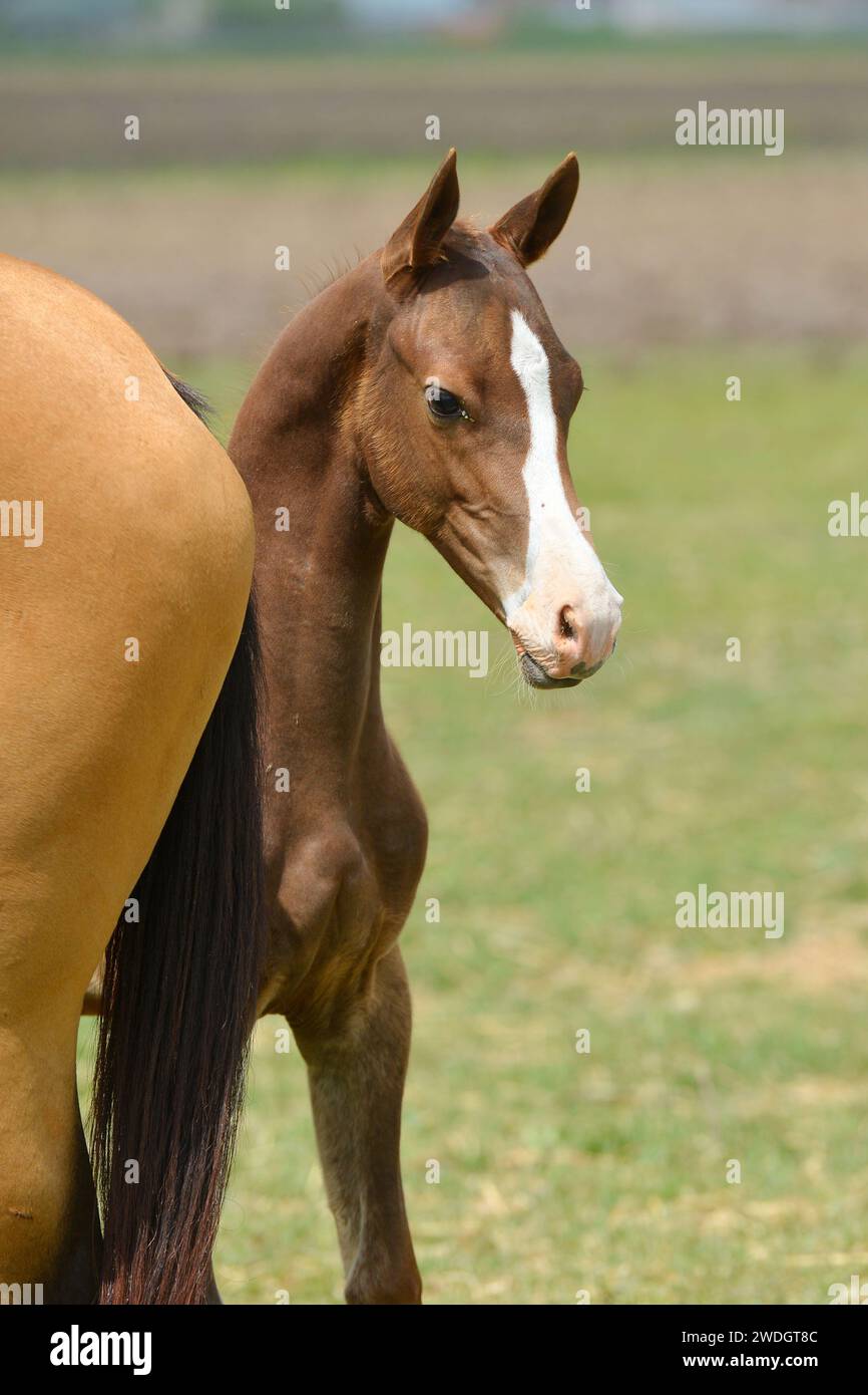 Horse portrait. run Stock Photo
