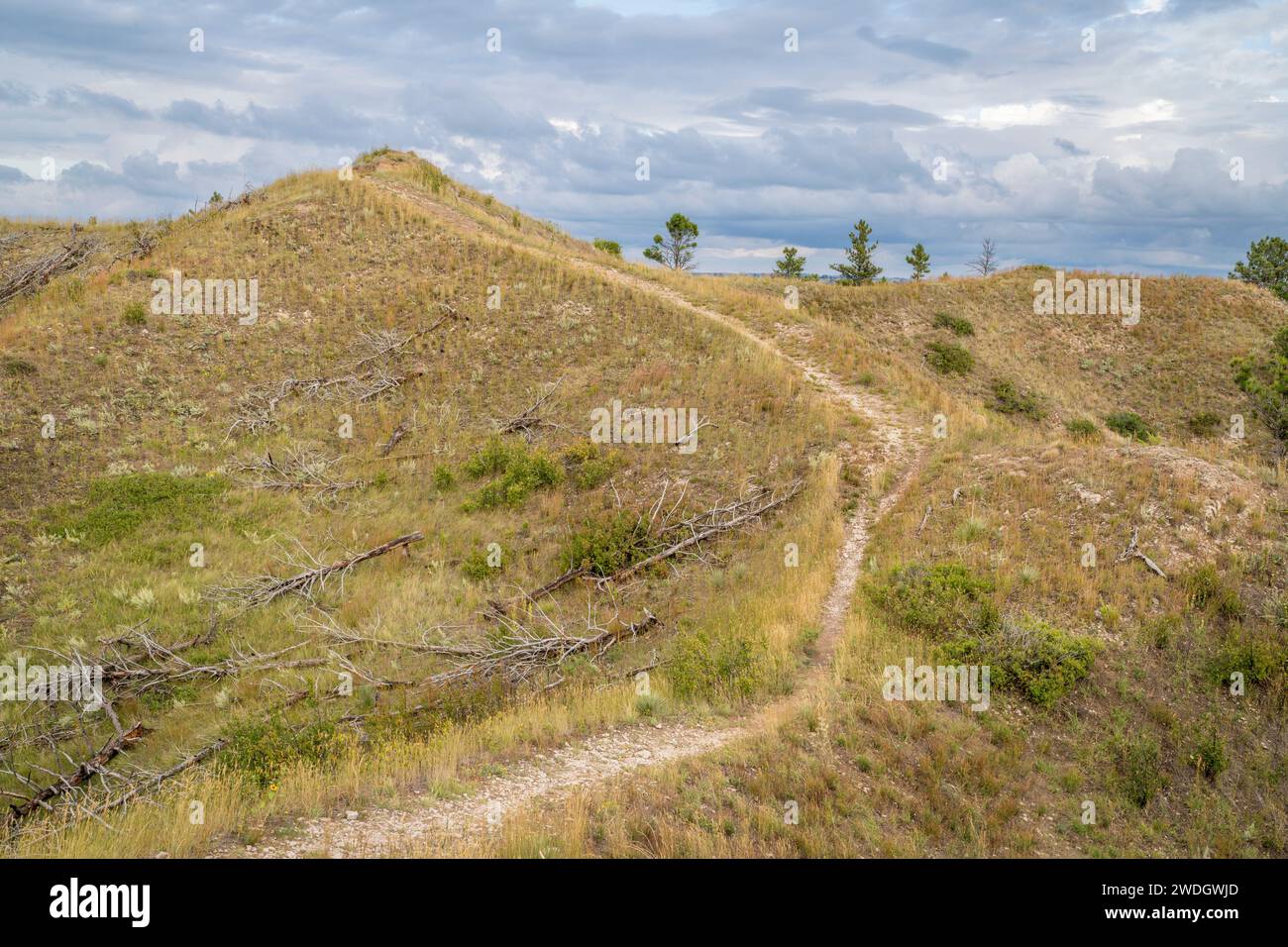 hiking trail in late summer scenery of a Nebraska National Forest near Chadron Stock Photo