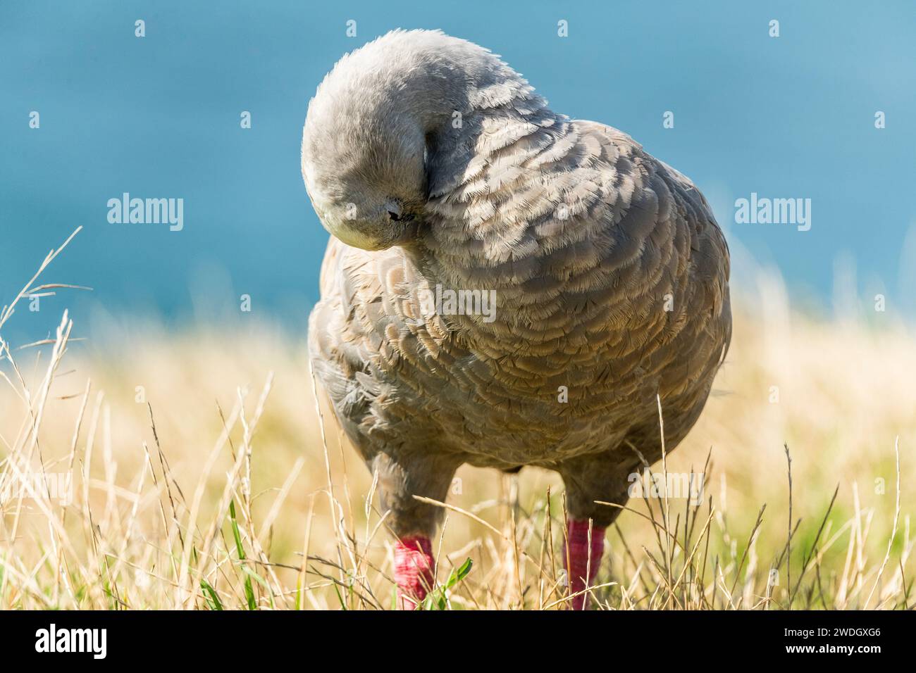 The Cape Barren goose (Cereopsis novaehollandiae, sometimes also known as the pig goose, is a species of goose endemic to southern Australia. Stock Photo
