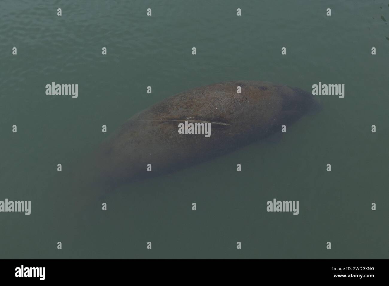 A manatee with a scar on its back floating in the water near Apollo Beach, Florida. Stock Photo