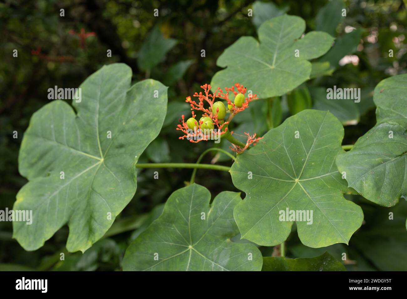 Jatropha podagrica - Buddha belly plant. Stock Photo