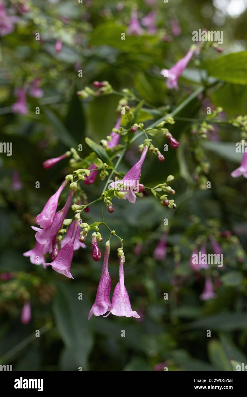 Strobilanthes hamiltoniana - Chinese rain bell flowers. Stock Photo