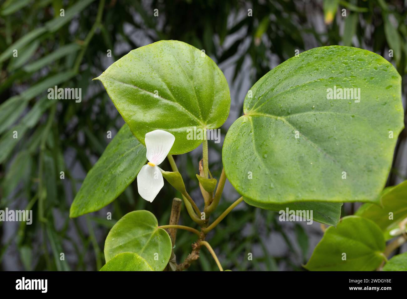 Begonia ampla - flowering. Stock Photo