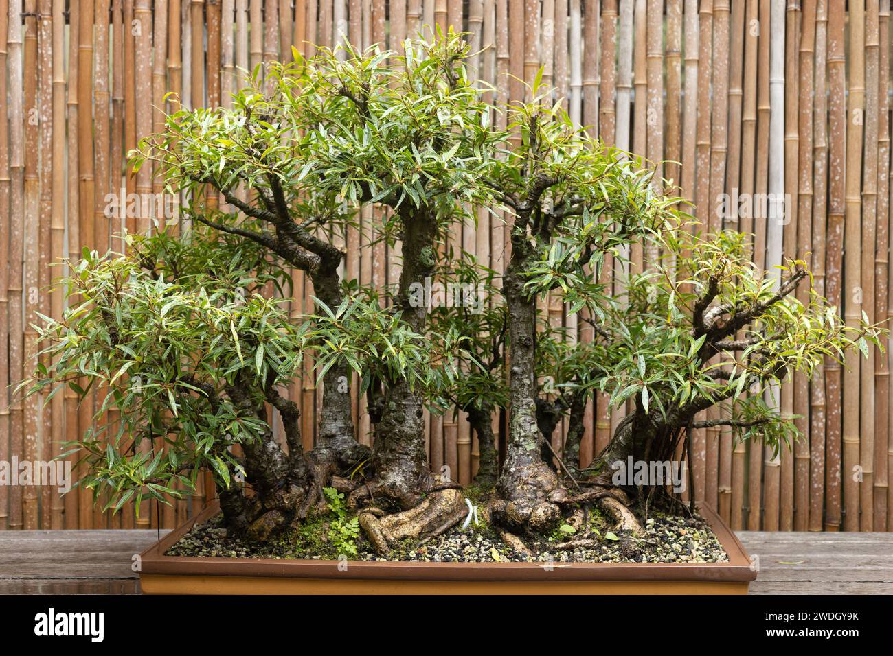 Ficus salicaria willow leaf fig, forest style bonsai tree Stock Photo