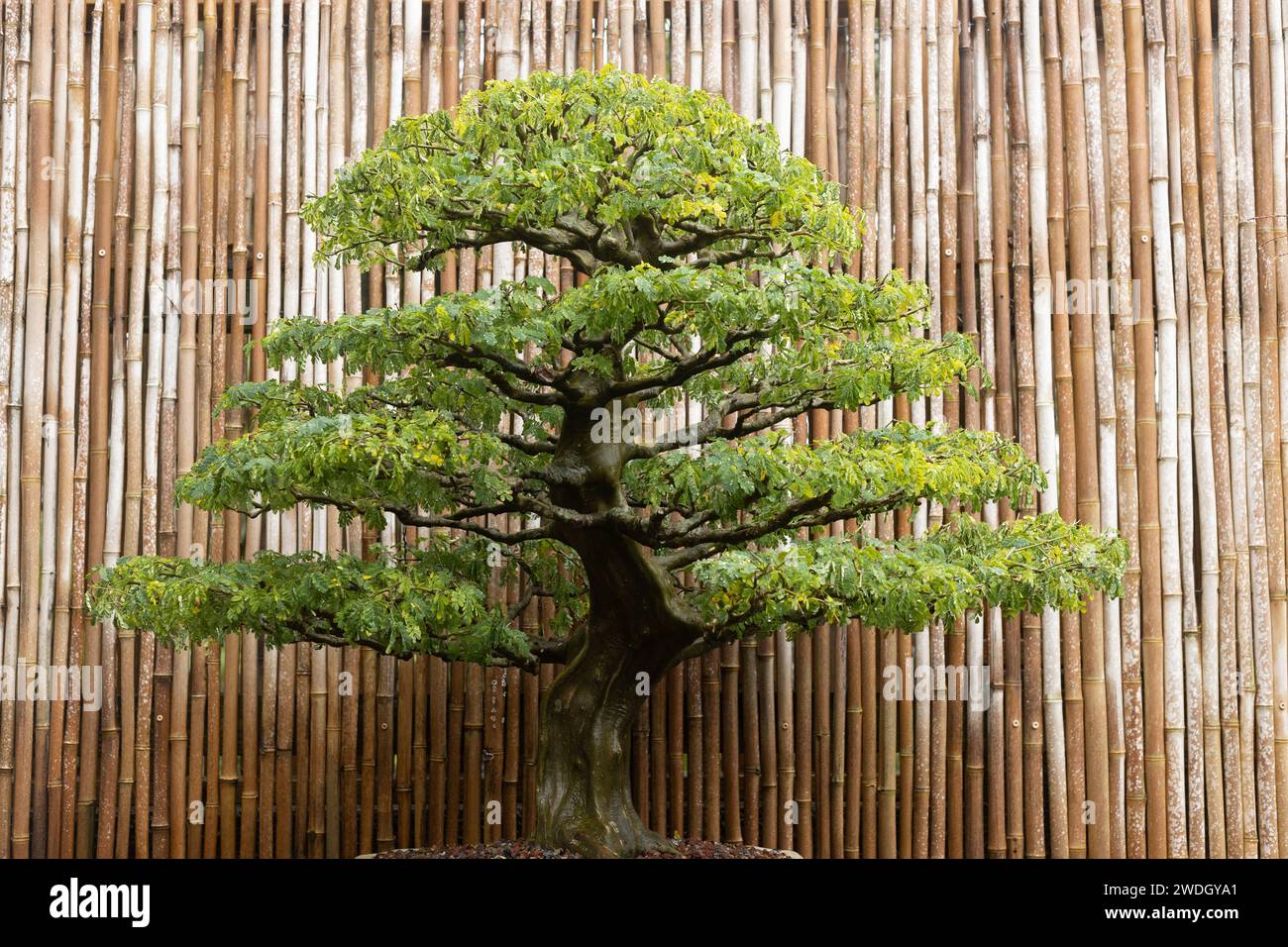 Chlorleucon tortum - Brazilian rain tree bonsai tree. Stock Photo