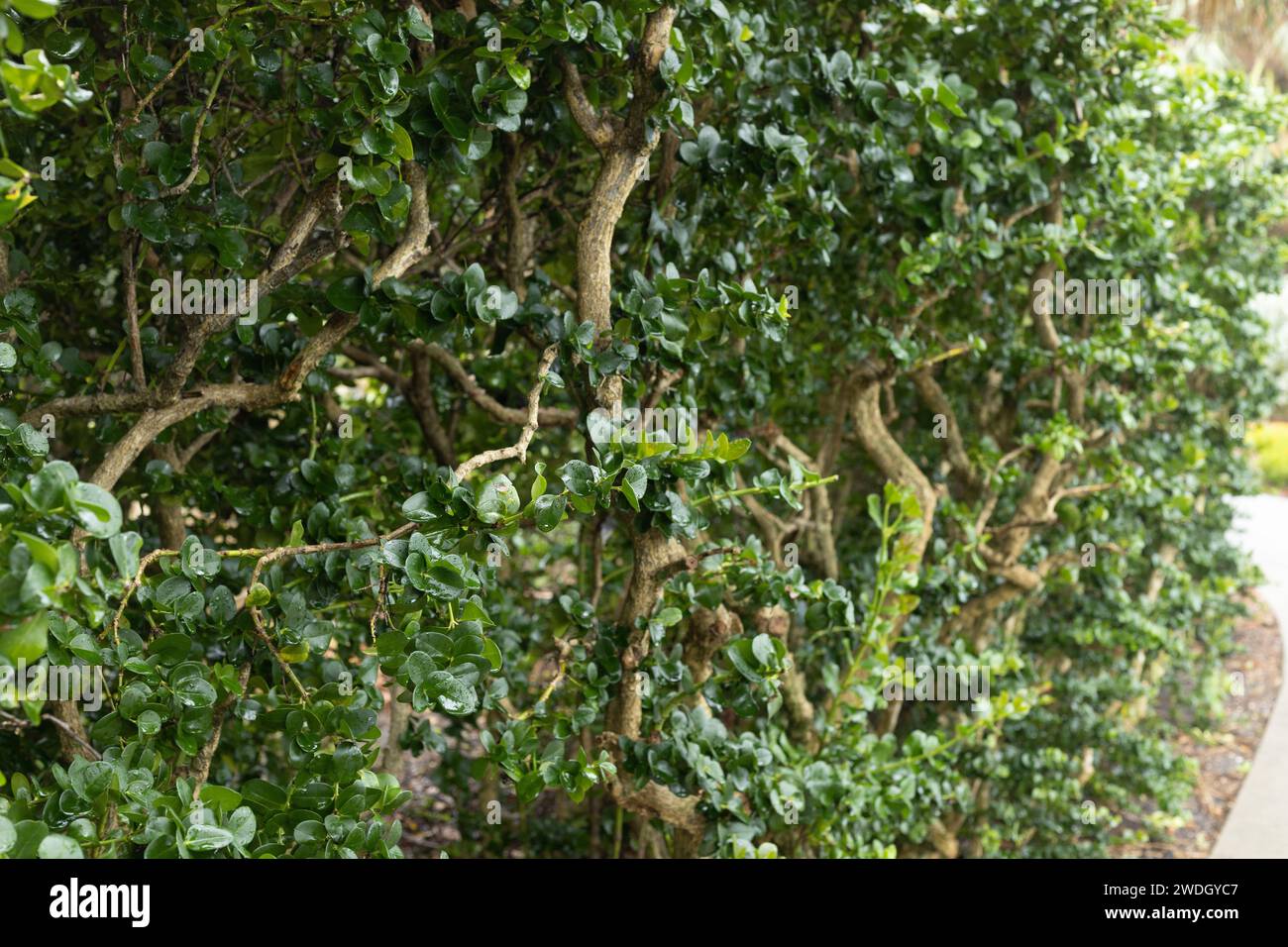 Carissa macrocarpa 'Boxwood Beauty' shrub, close up. Stock Photo