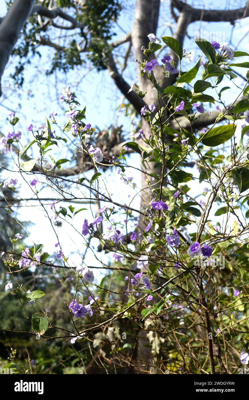 Brunfelsia grandiflora shrub, flowering. Stock Photo