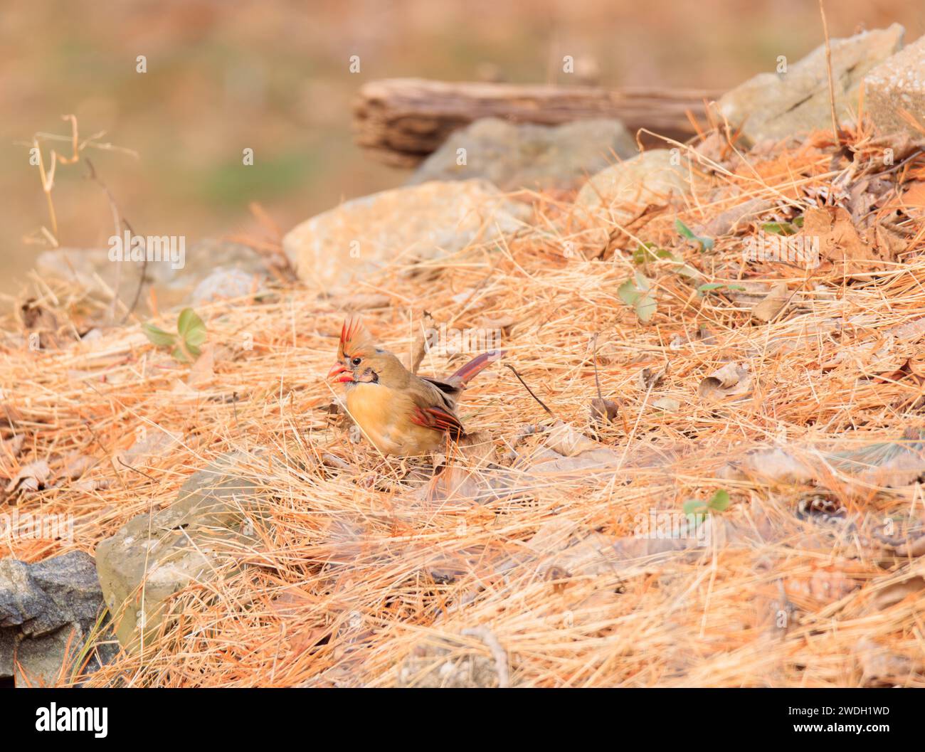 A female Northern Cardinal eating seeds in brown foliage during fall or ...