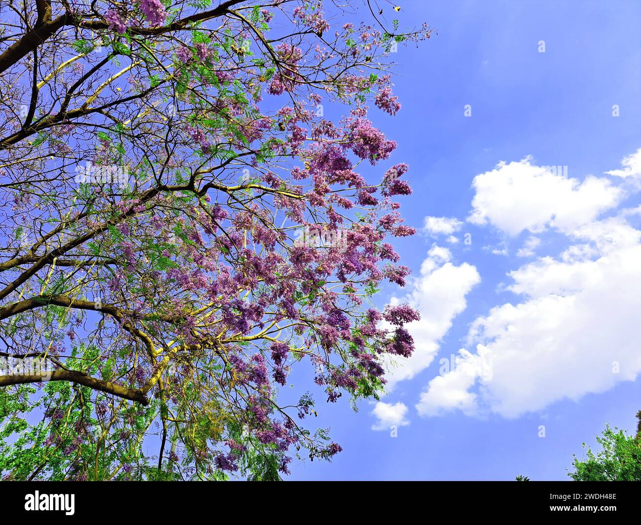 The jacaranda flower trees in Mexico City bloom in spring and do so in ...