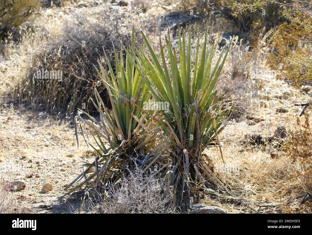 Yucca Plant, Mohave County, Arizona desert landscape, desert plant Stock Photo