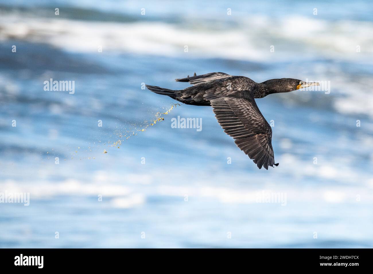 great cormorant (Phalacrocorax carbo), fly, over ocean Stock Photo