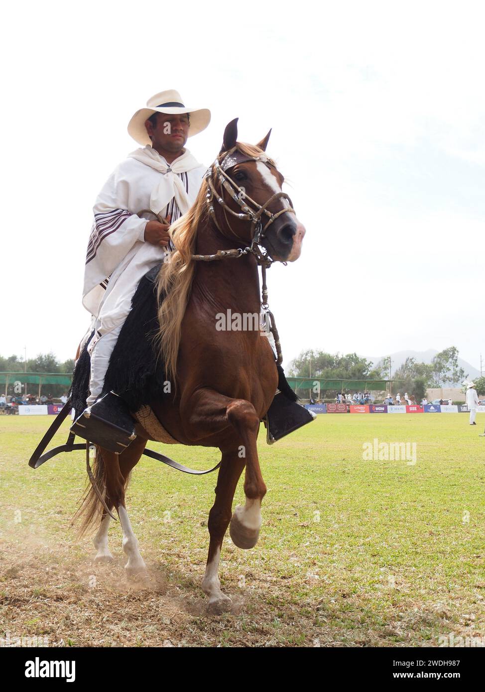 Peruvian Ride Peruvian horse and rider, known as Chalan, showing his gait at the XXI ...