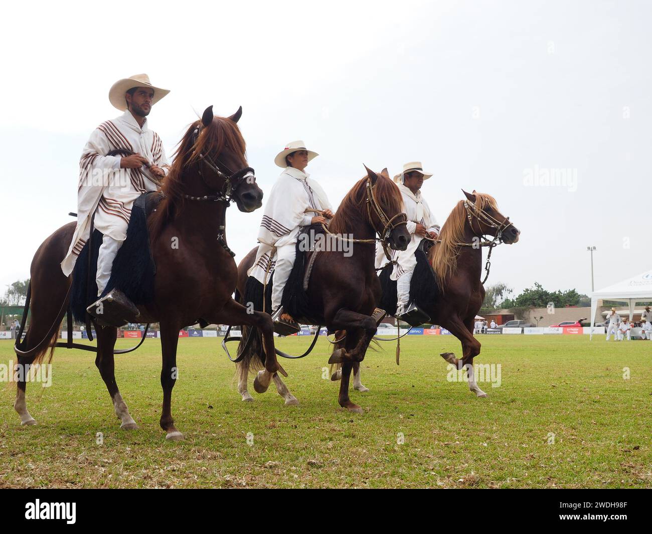 Peruvian horse and rider, known as Chalan, showing his gait at the XXI Regional Competition of the Peruvian Paso Horse of San Pedro de Mala. The Peruvian Paso Horse is a breed of light saddle horse known for its smooth ride distinguished by a natural, four-beat, lateral gait and was declared a Cultural Heritage of the Nation. Stock Photo