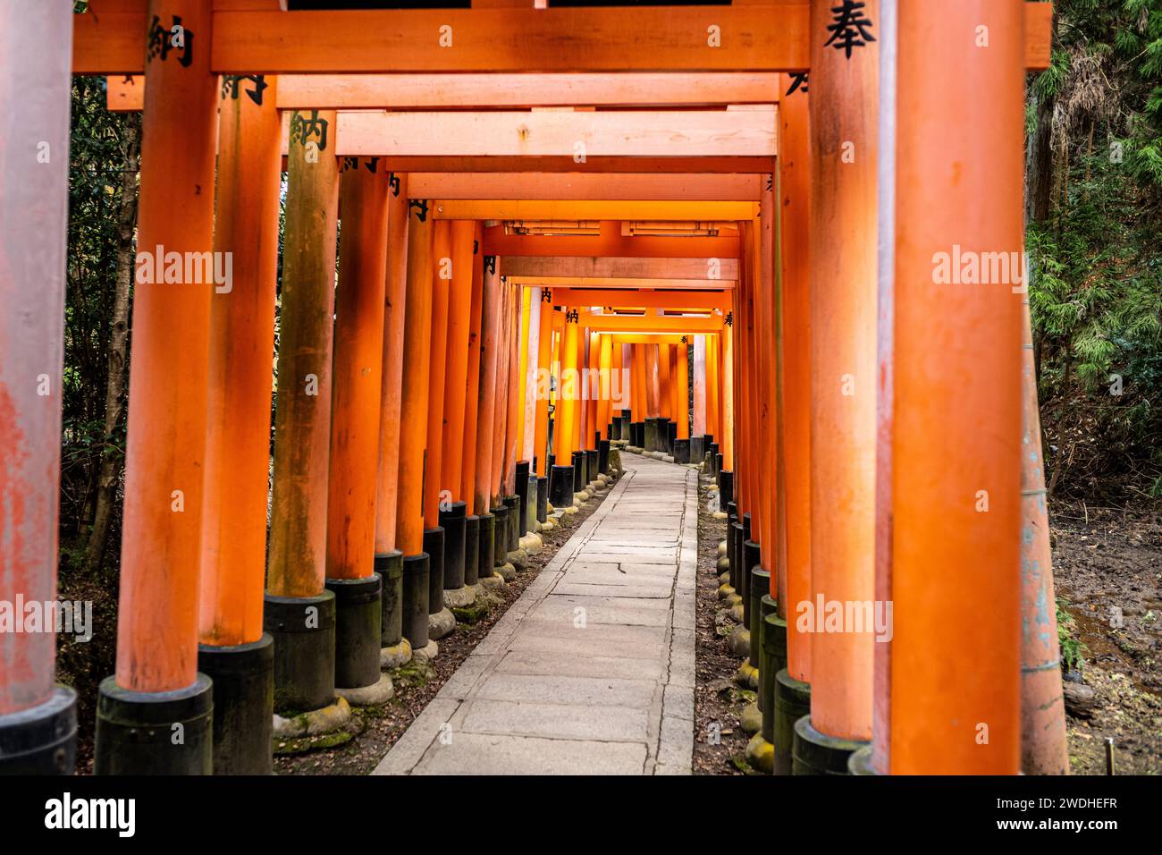 Torii Gates in Kyoto, Japan at Fushimi Inari Shrine Stock Photo - Alamy