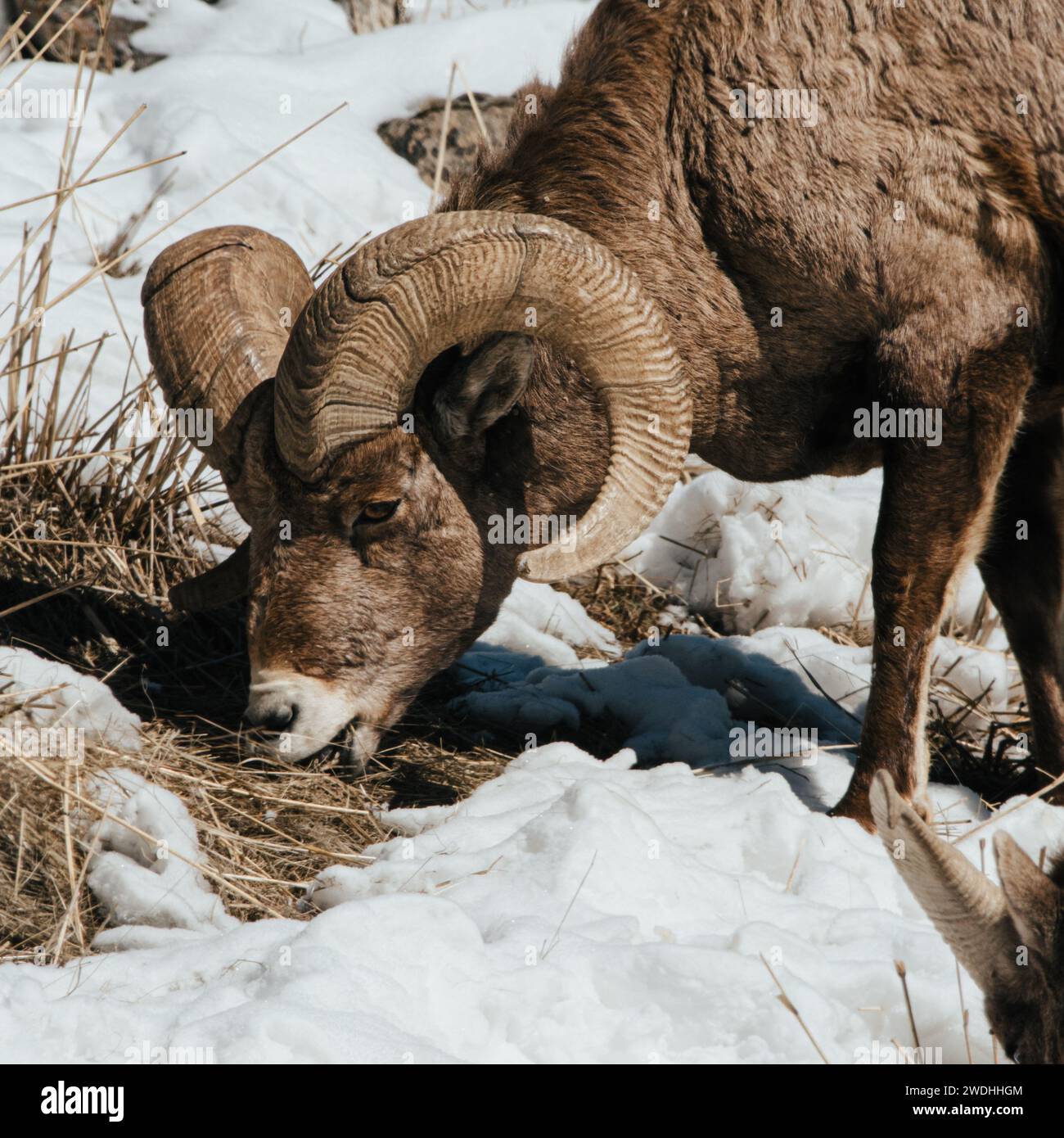 Organism roots hi-res stock photography and images - Alamy