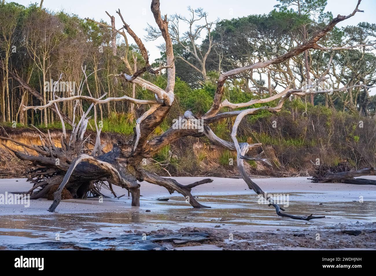 Giant driftwood at Boneyard Beach in Big Talbot Island State Park on Nassau Sound in Jacksonville, Florida, near Amelia Island. (USA) Stock Photo