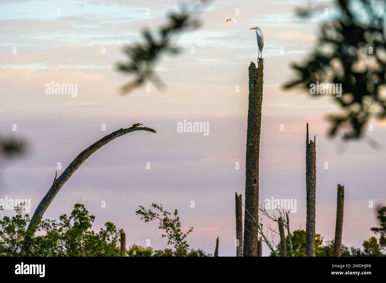 Great egret (Ardea alba) atop a hurricane damaged palm tree trunk along a tidal marsh in Ponte Vedra Beach, Florida. (USA) Stock Photo