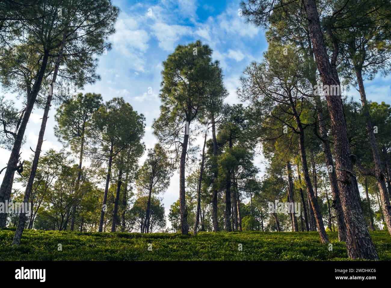 Trees in the forest.  Serine green tea garden landscape in Himalayan region Kausani, Uttarakhand, India. Stock Photo