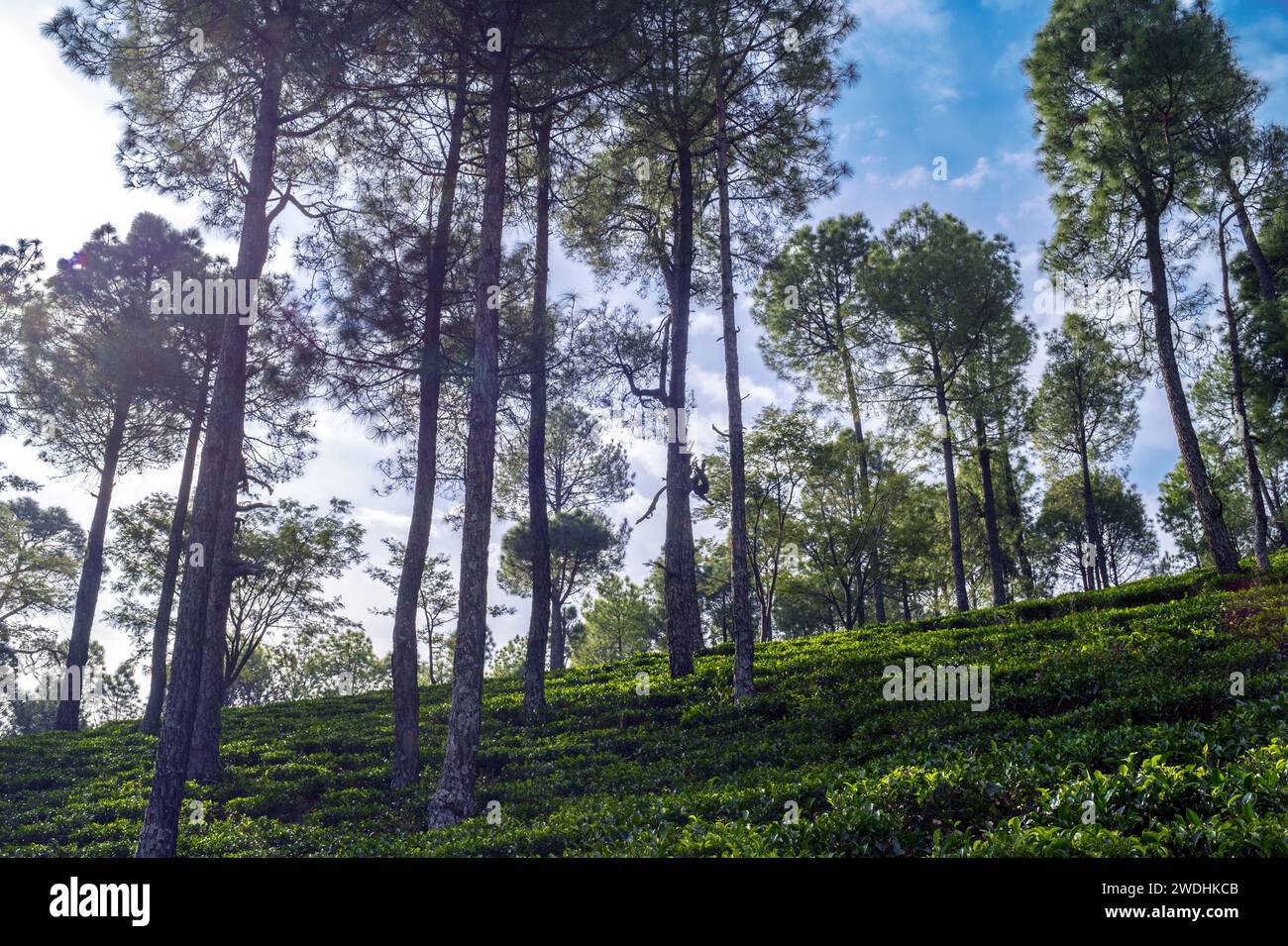 Trees in the forest.  Serine green tea garden landscape in Himalayan region  Kausani, Uttarakhand' India. Stock Photo