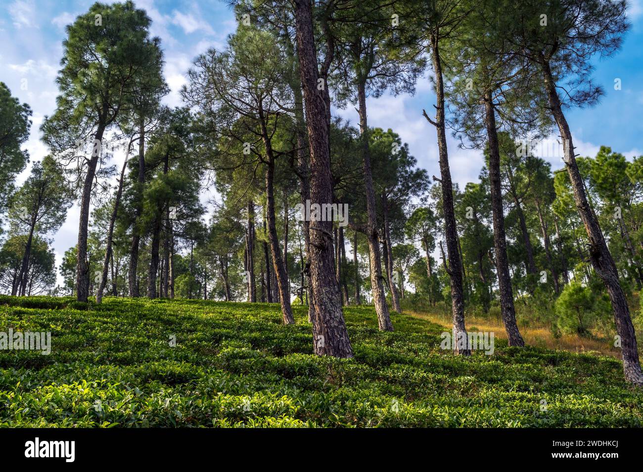Forest in the morning.  Serine green tea garden landscape in Himalayan region Kausani, Uttarakhand, India. Stock Photo