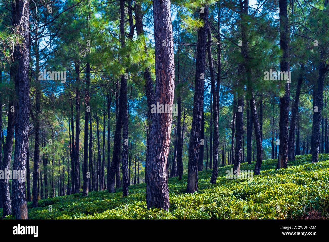 Trees in the woods. Serine green tea garden landscape in Himalayan region  Kausani, Uttarakhand, India. Stock Photo