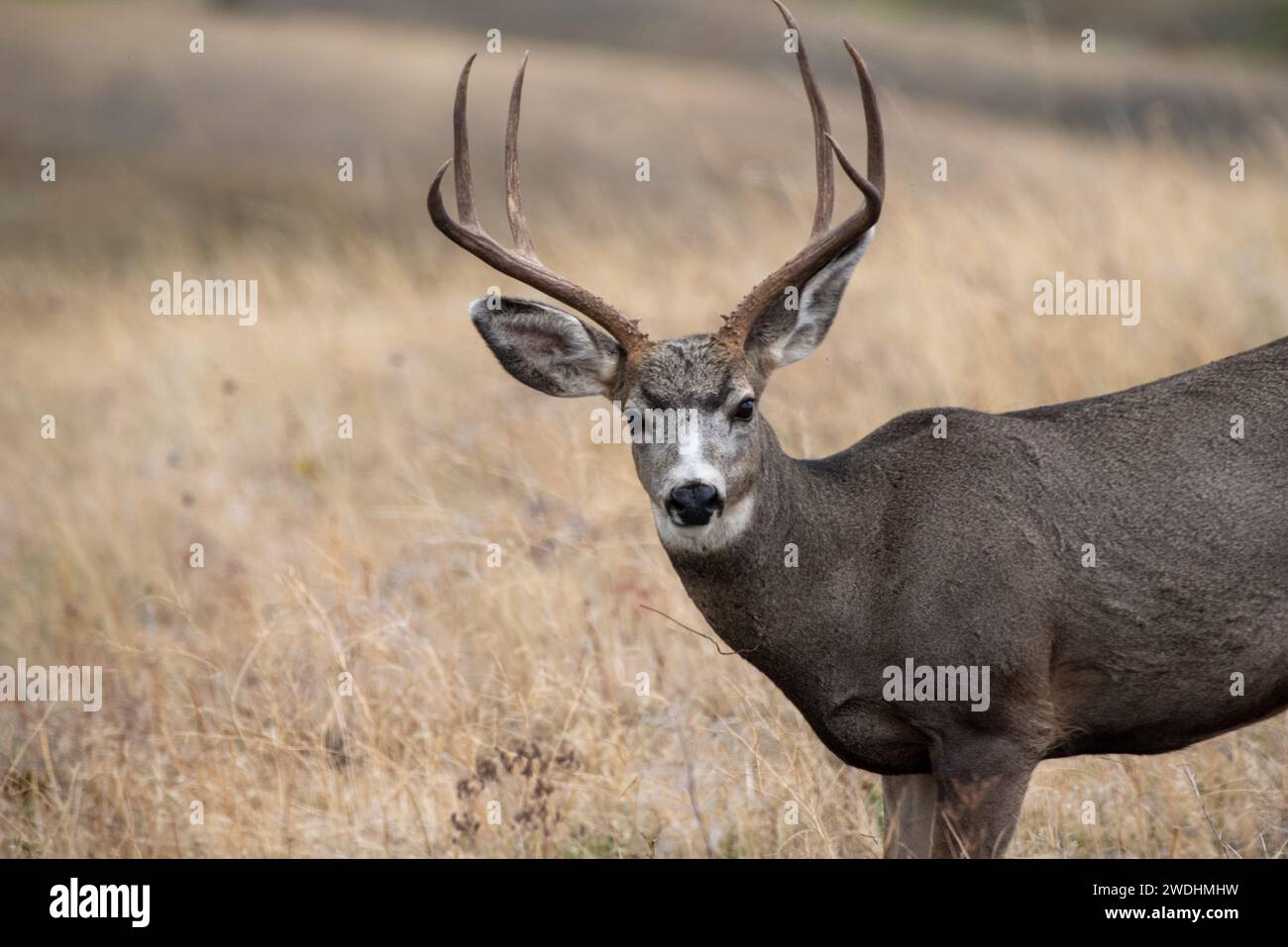 Rustic Roots Stock Photography Stock Photo