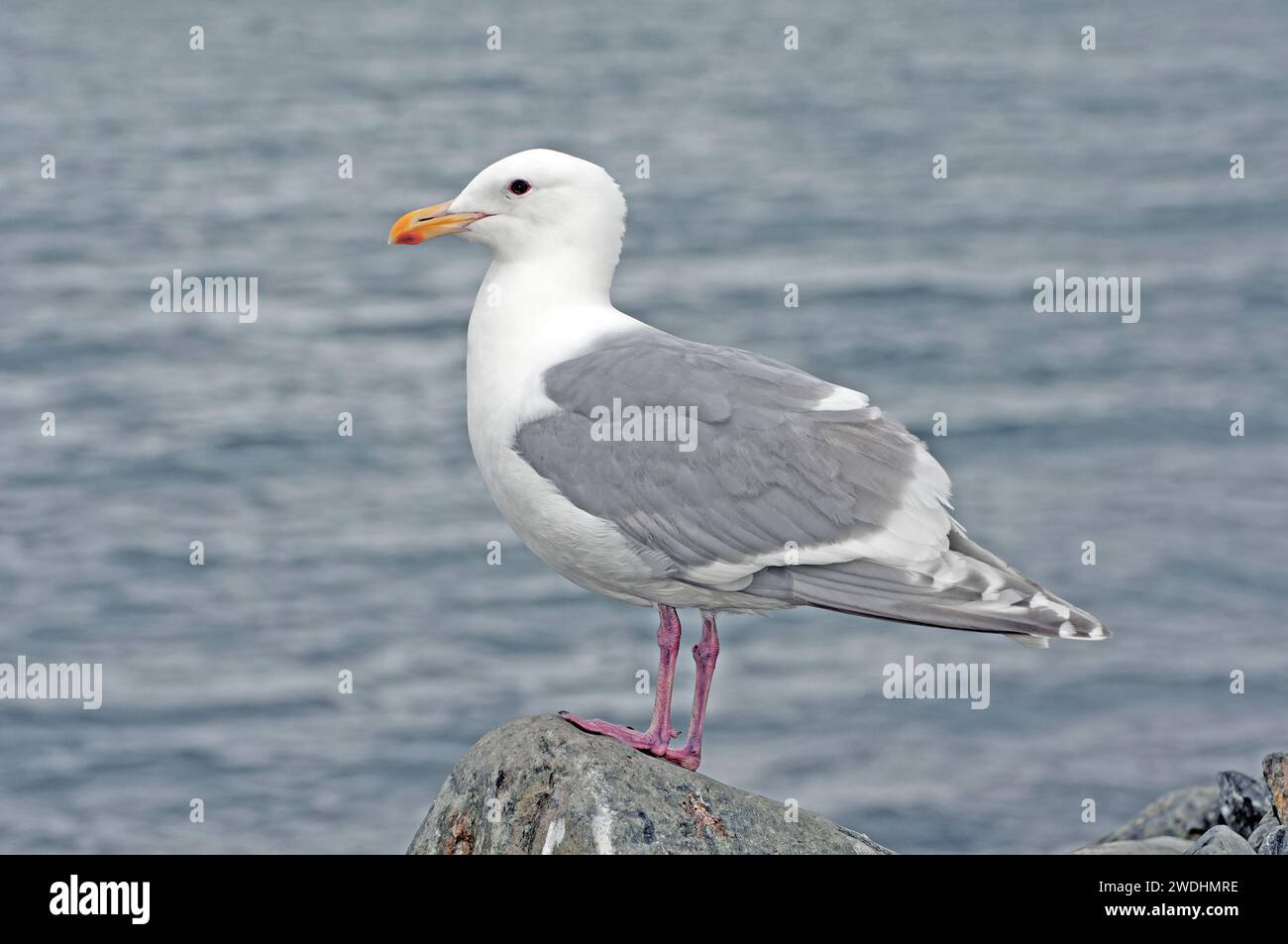 Glaucous winged gull portrait Stock Photo