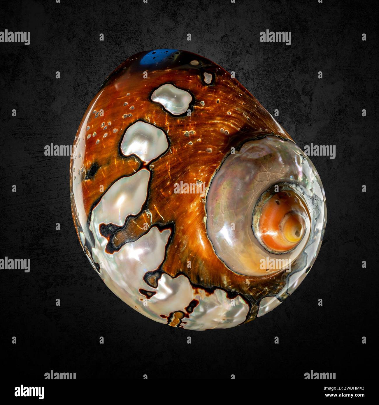 Pearl turbo shell hi-res stock photography and images - Alamy