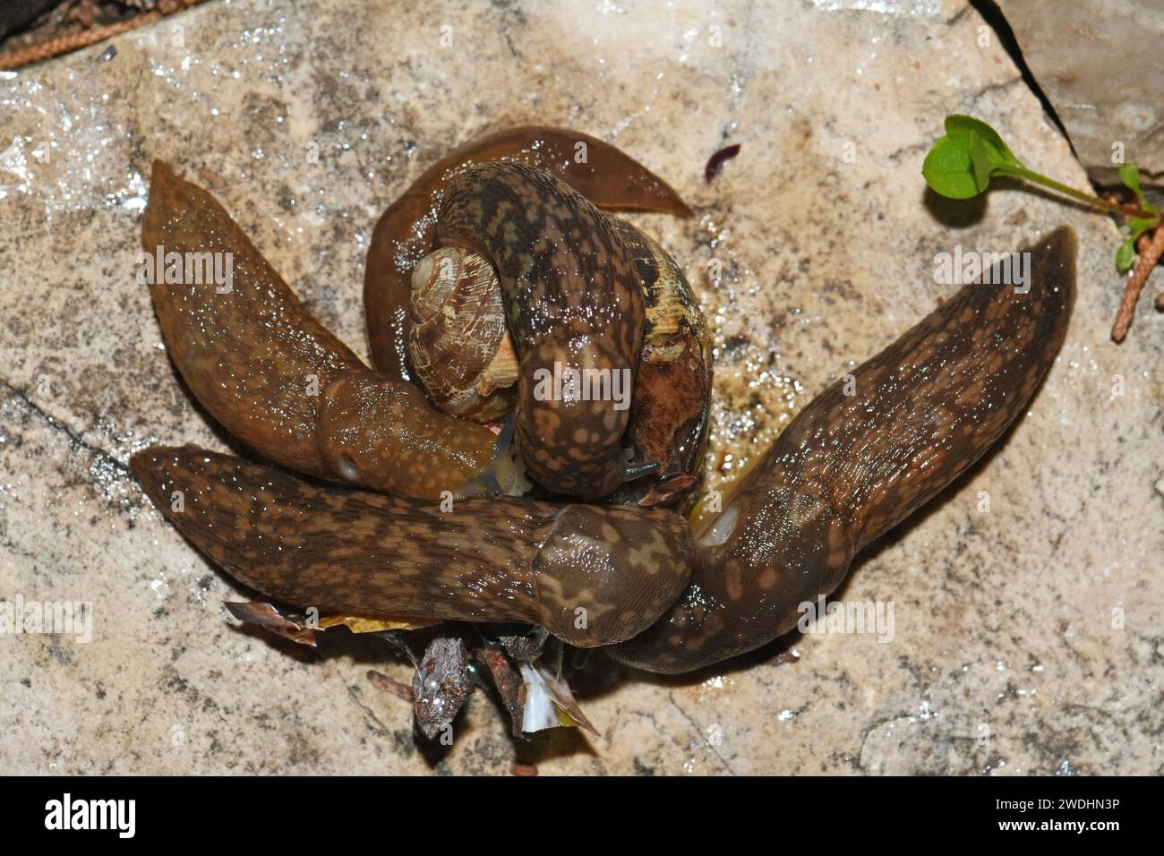 Slugs feed on dead snail Stock Photo Alamy