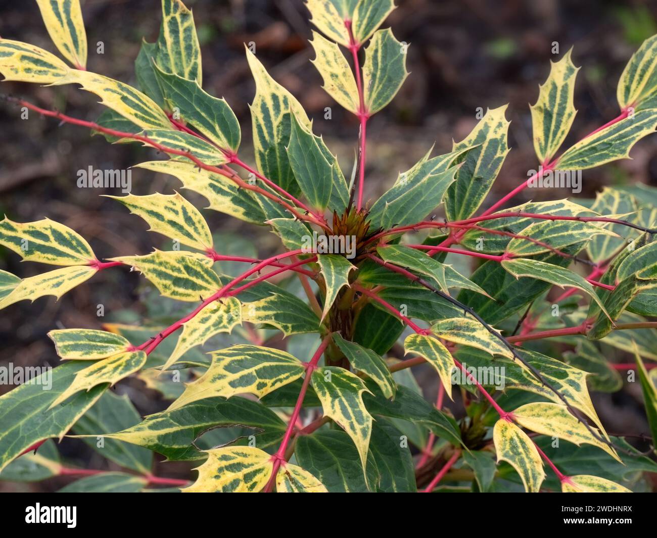 Closeup of leaves of Mahonia gracilipes (slender Oregon grape) in a garden in spring Stock Photo