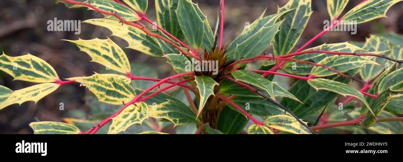 Panorama of leaves of Mahonia gracilipes (slender Oregon grape) in a garden in spring Stock Photo