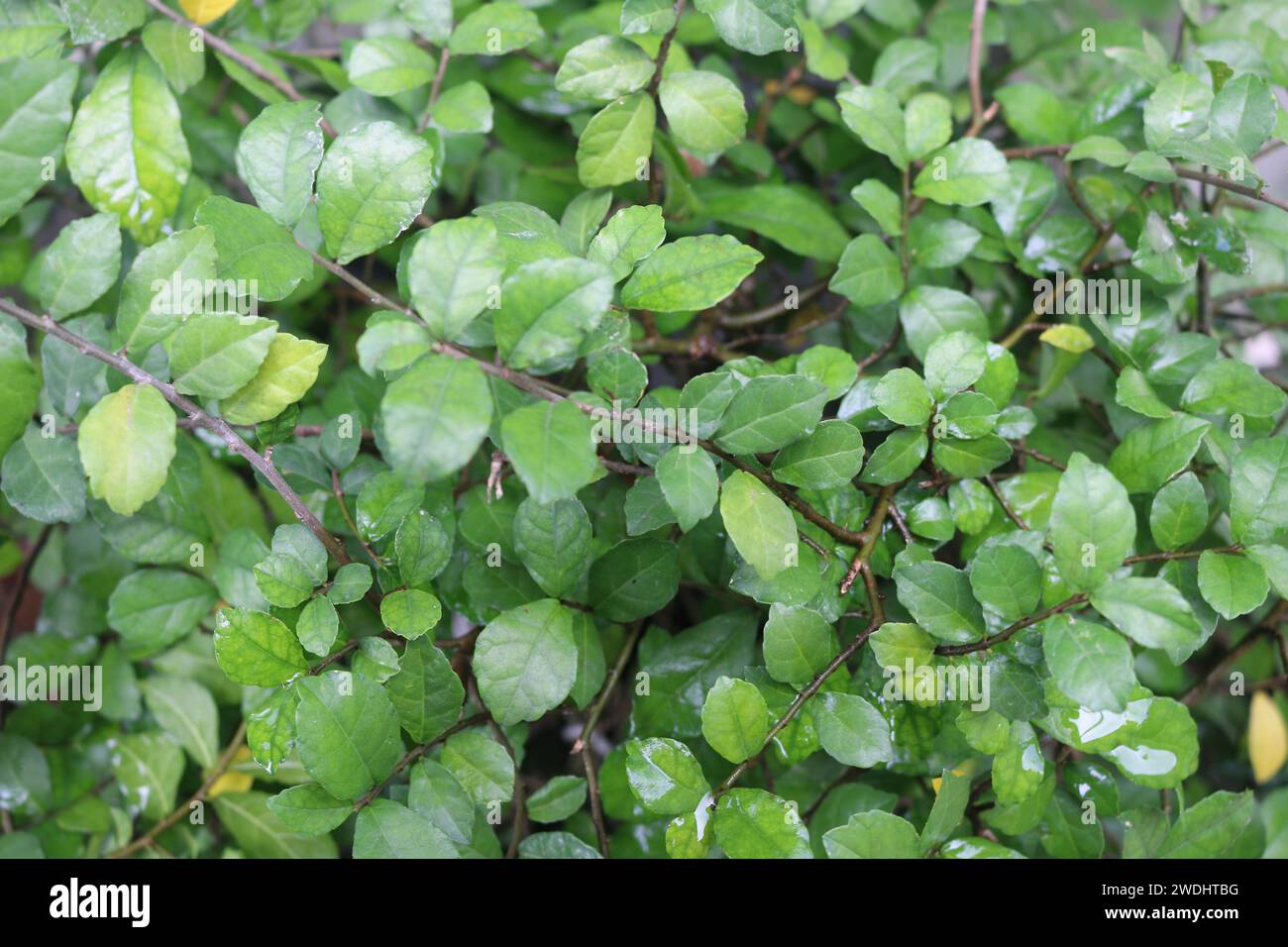 The leaves of plant Streblus asper, photo take after rain. Stock Photo