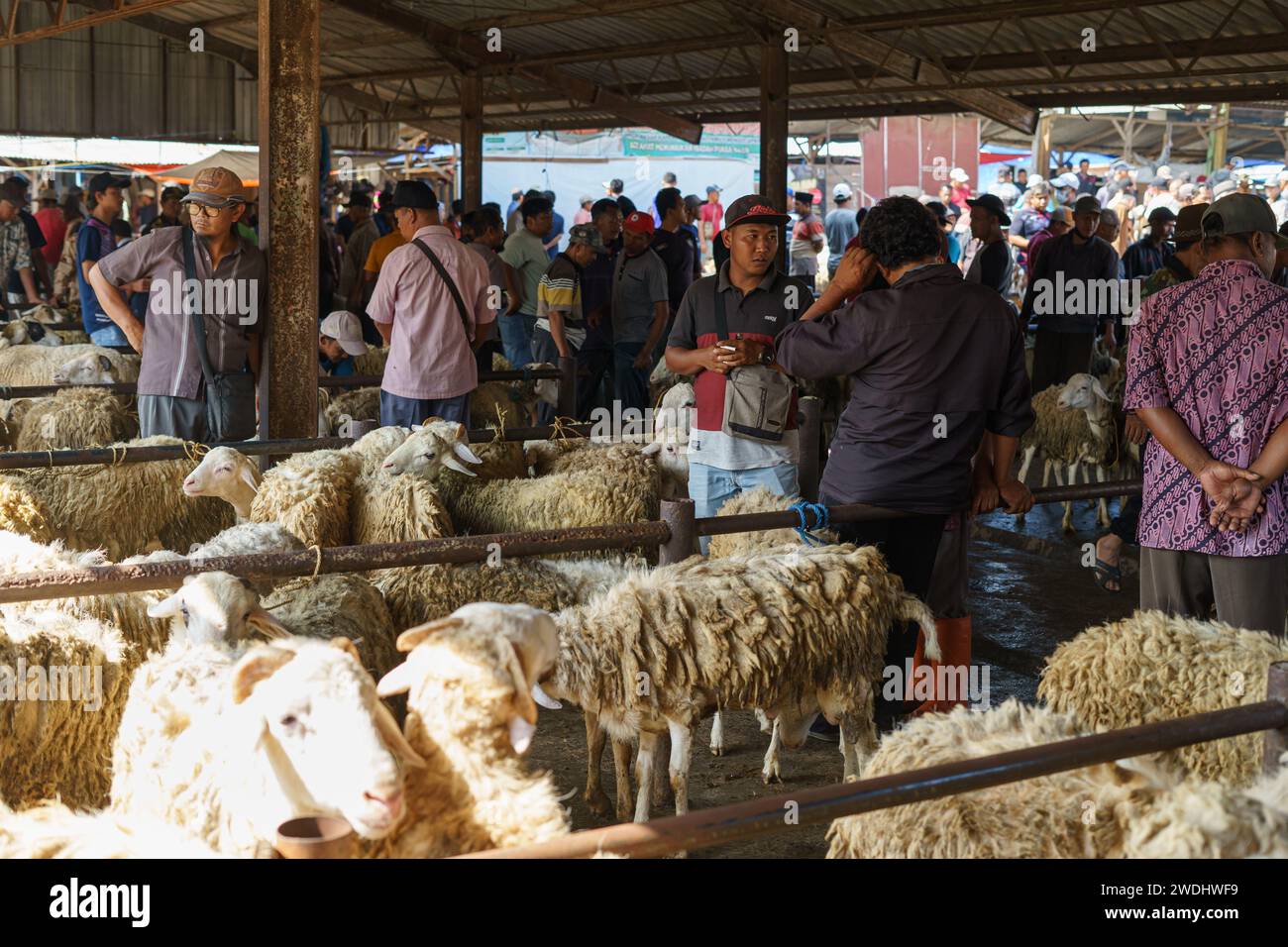 People trading sheep or livestock at Pasar Pon animal traditional market in Semarang, Indonesia - December 18, 2023. Stock Photo