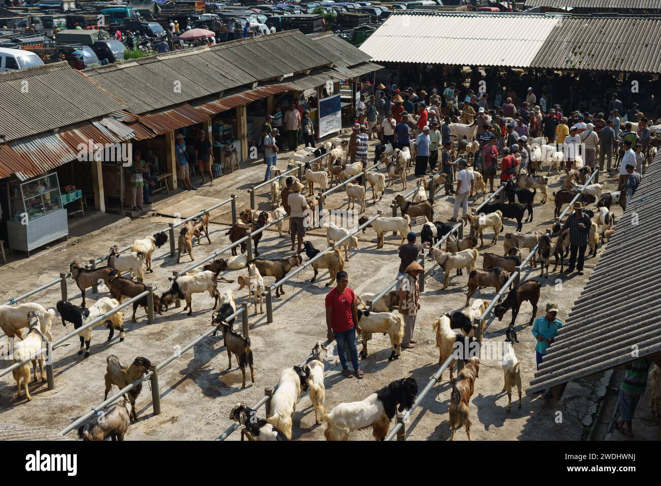 People trading goat or livestock at Pasar Pon animal traditional market in Semarang, Indonesia - December 18, 2023. Stock Photo