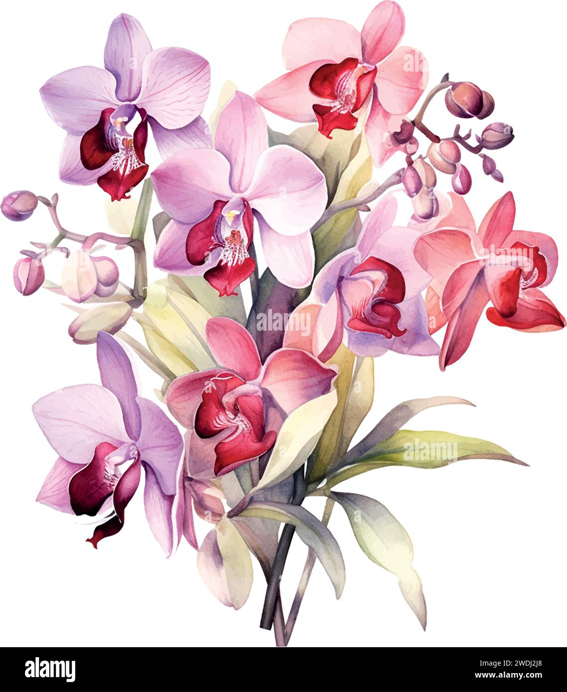 Dendrobium orchid flower Stock Vector Images - Alamy