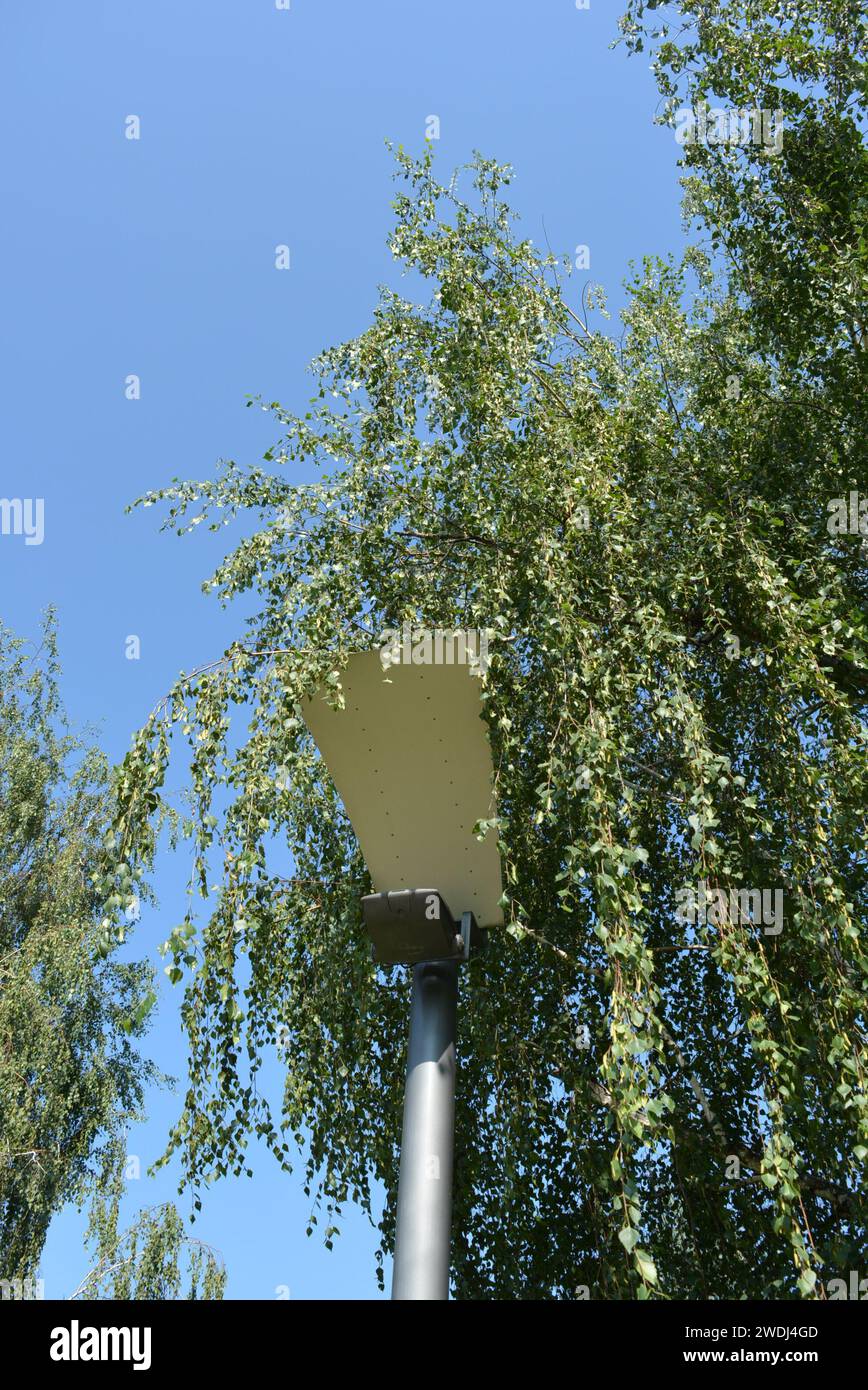 Street lamp birch tree hi-res stock photography and images - Alamy
