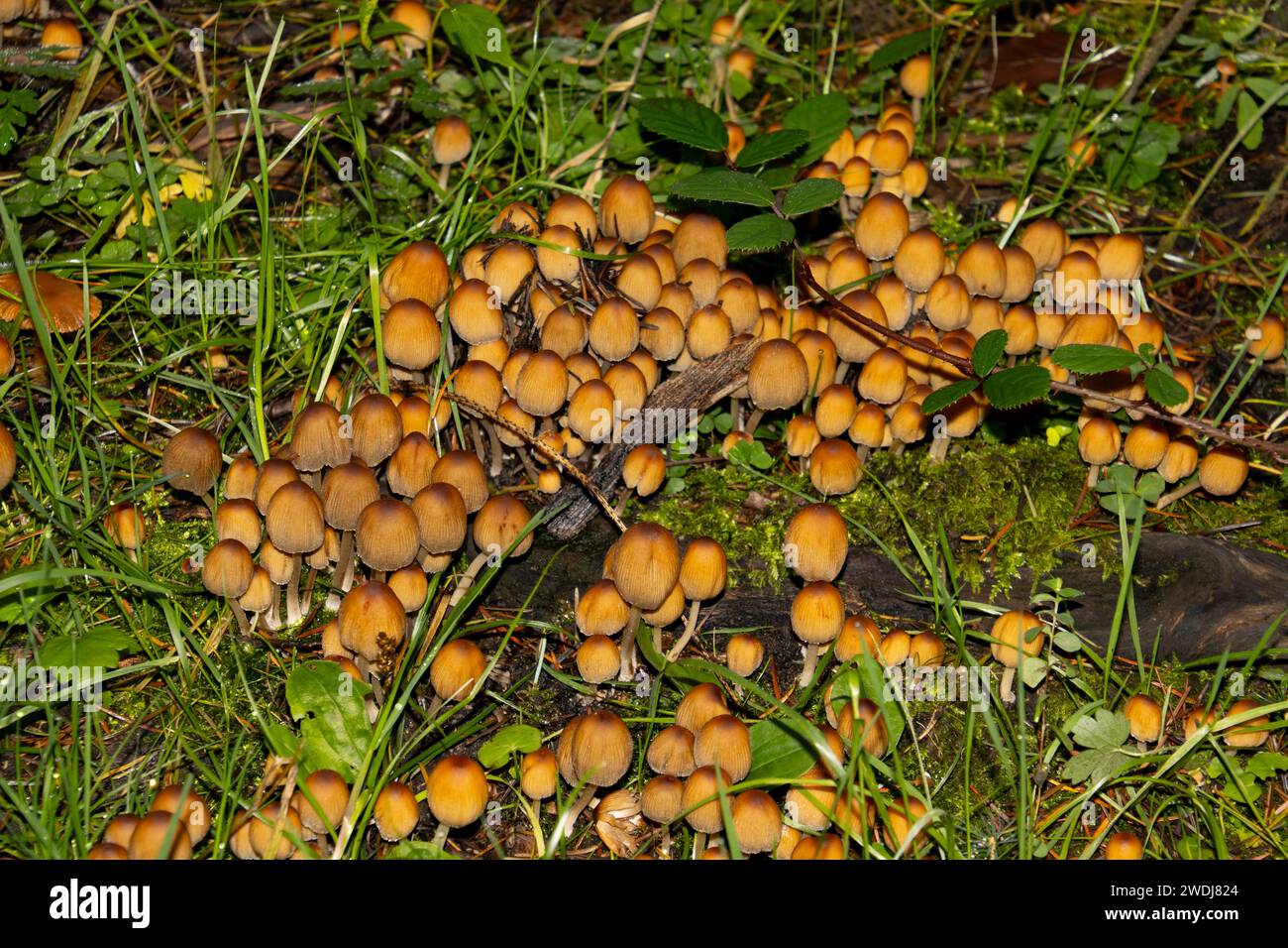 Cluster of Mushrooms growing on dead wood in the forest, Coprinellus micaceus Stock Photo