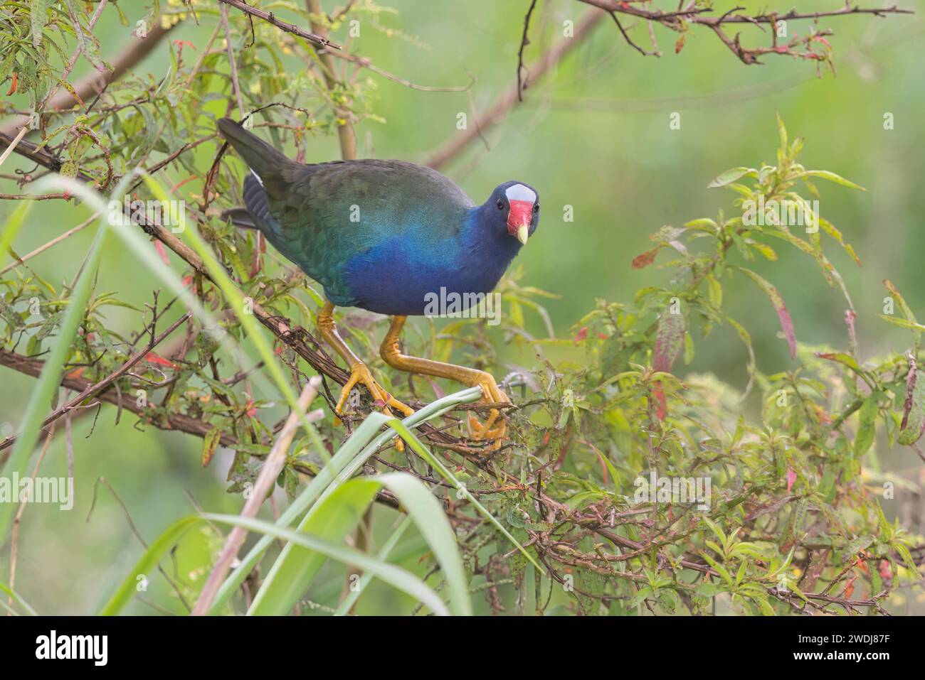 Purple Gallinule, Arrozales de Jamundì, Cauca valley, Colombia, November 2022 Stock Photo