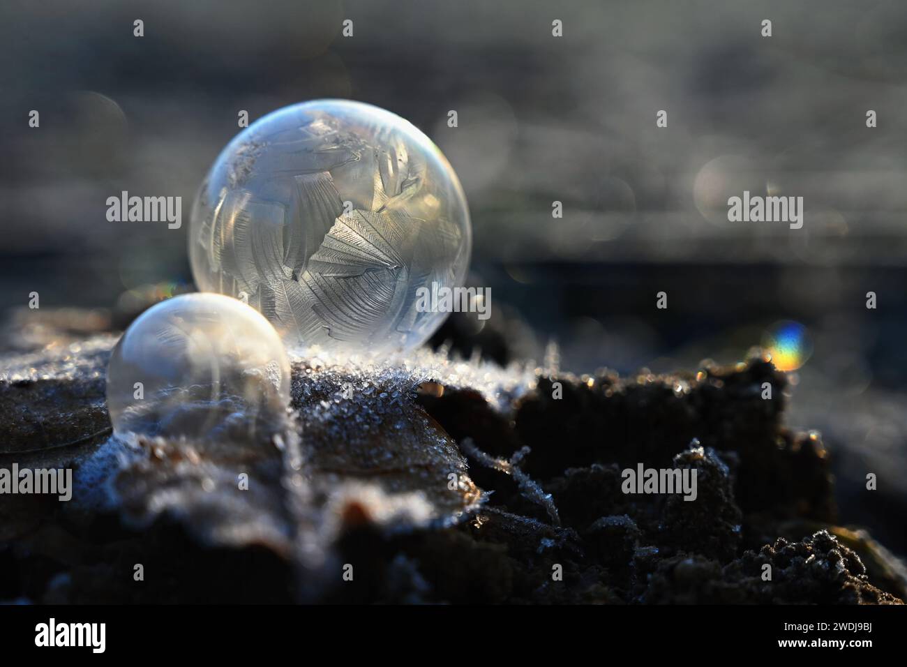 Frozen bubble in nature. A beautiful macro shot of nature in winter. Concept for environment, water and frost. Stock Photo