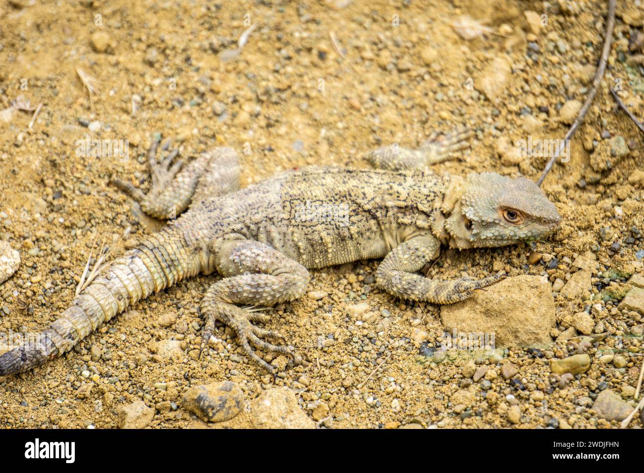 Caucasian agama (Paralaudakia caucasia) Stock Photo