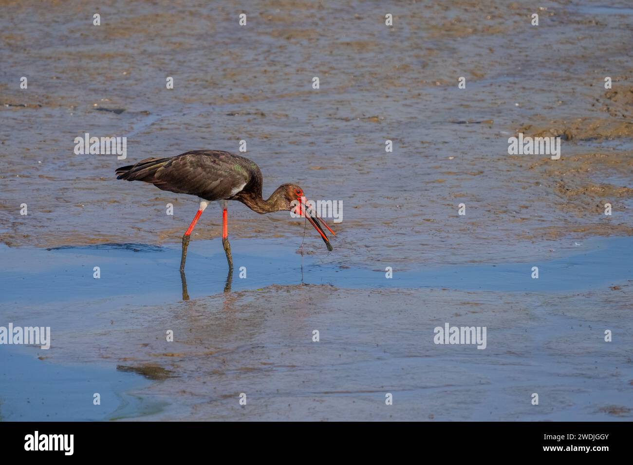 Black stork (Ciconia nigra) swallows a fish Stock Photo - Alamy
