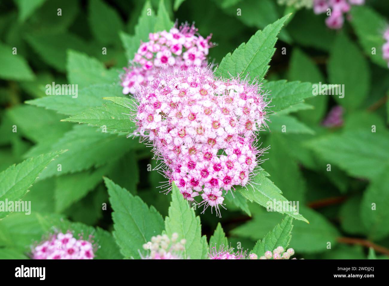 Small pink flowers form a large flower bouquet on the background of