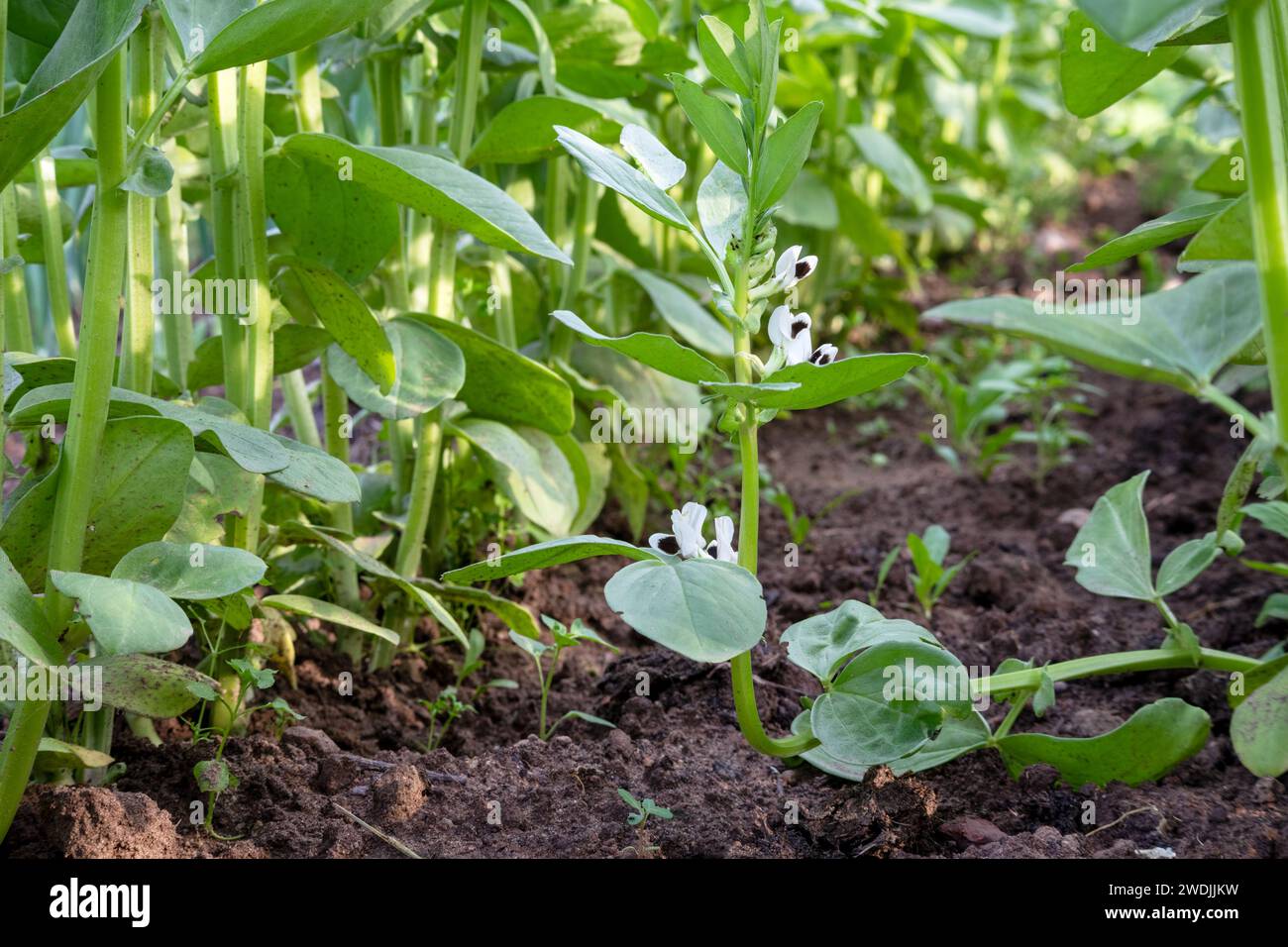 Fresh lettuce growing in the country garden Stock Photo