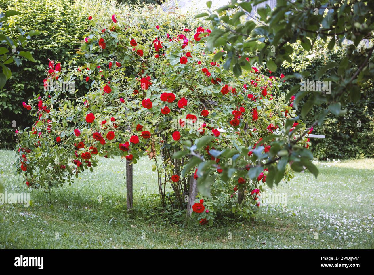 A large grape bush with red large flowers in a country house on green grass Stock Photo