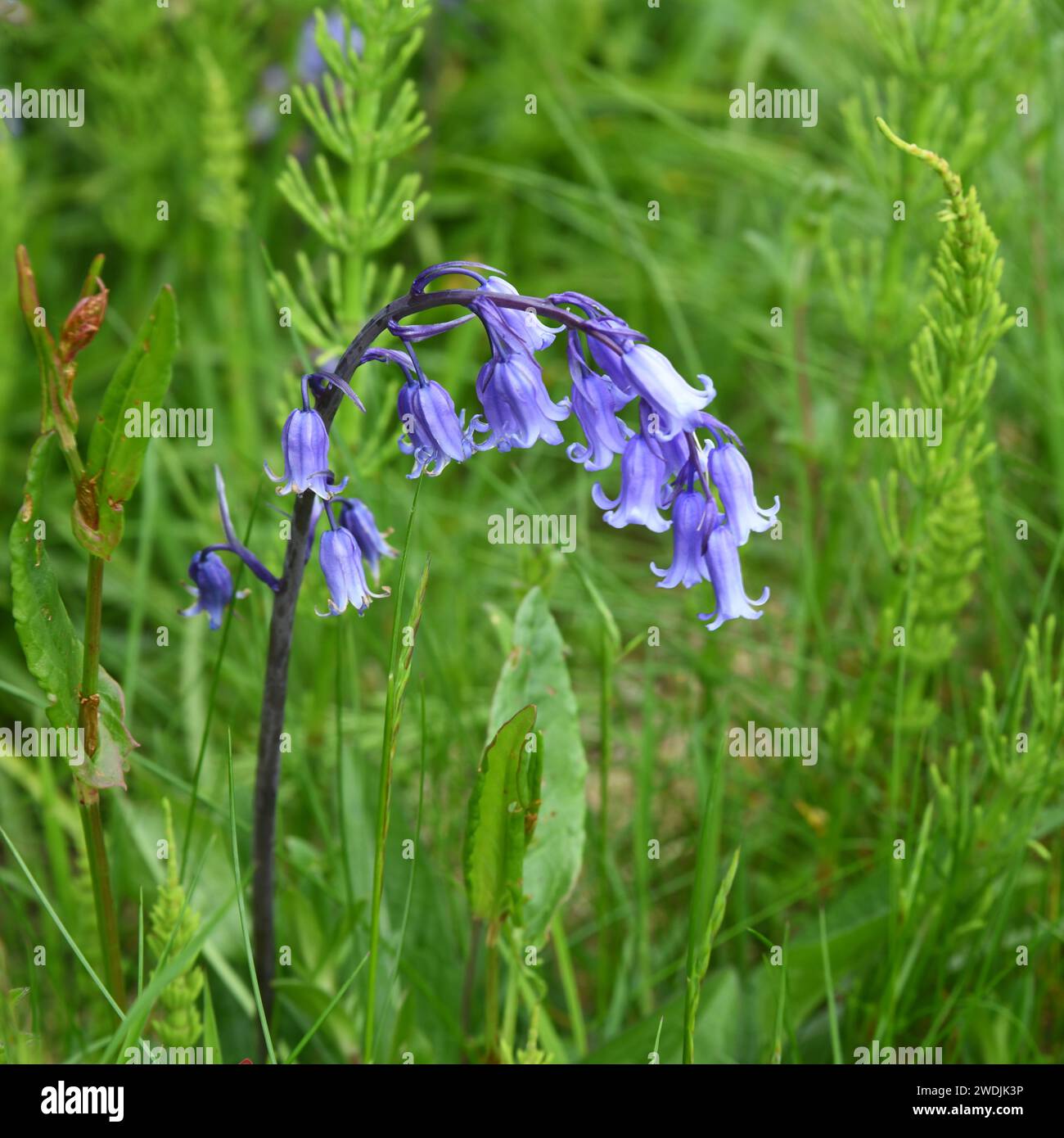 Hyacinthoides non-scripta is known in English as the common bluebell or simply bluebell Stock Photo