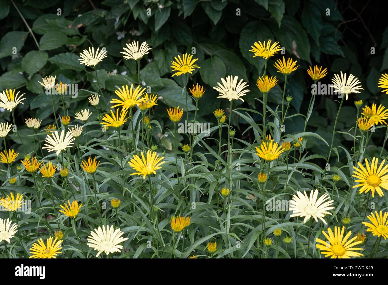 Many small yellow, white flowers on a background of green leaves Stock Photo