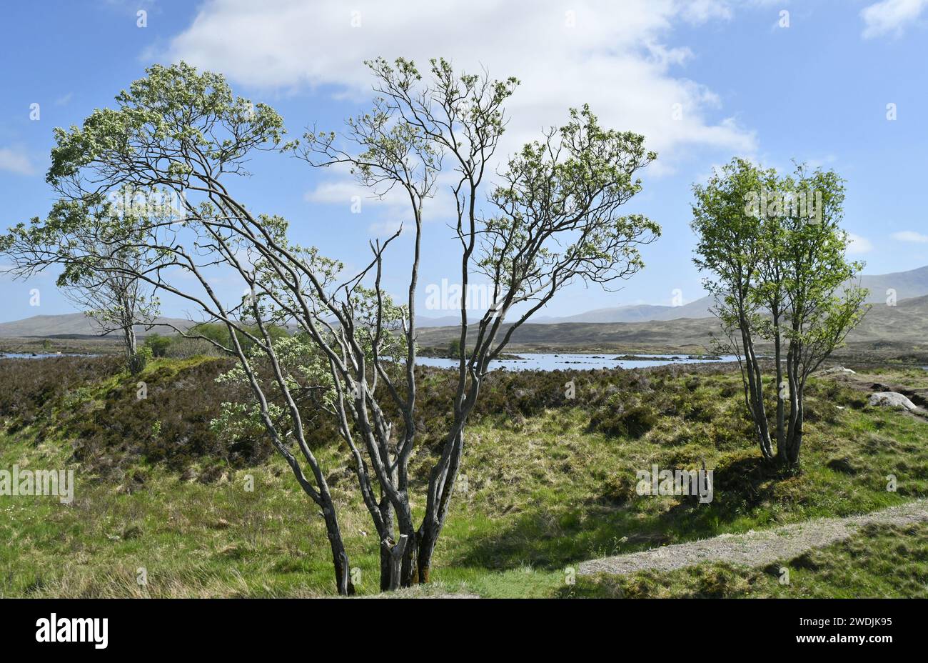 Trees with fresh new leaves at the edge of Rannoch Moor in the Scottish Highlands Stock Photo